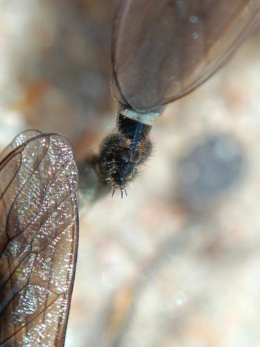 Réf. 329 366 : Philonicus albiceps